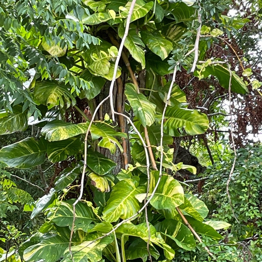 Giant Hawaiian variegated golden pothos plant cuttings - Picture 7 of 13